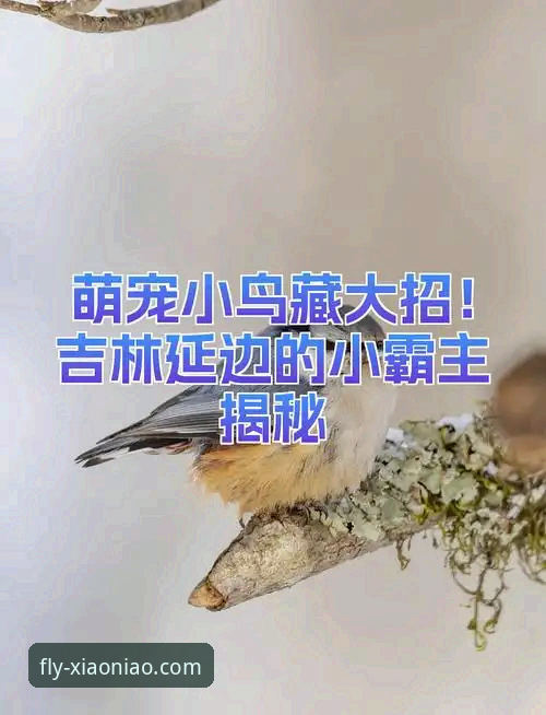 揭秘小鸟平台登录官网手机版：便捷入口背后的安全与效率真相