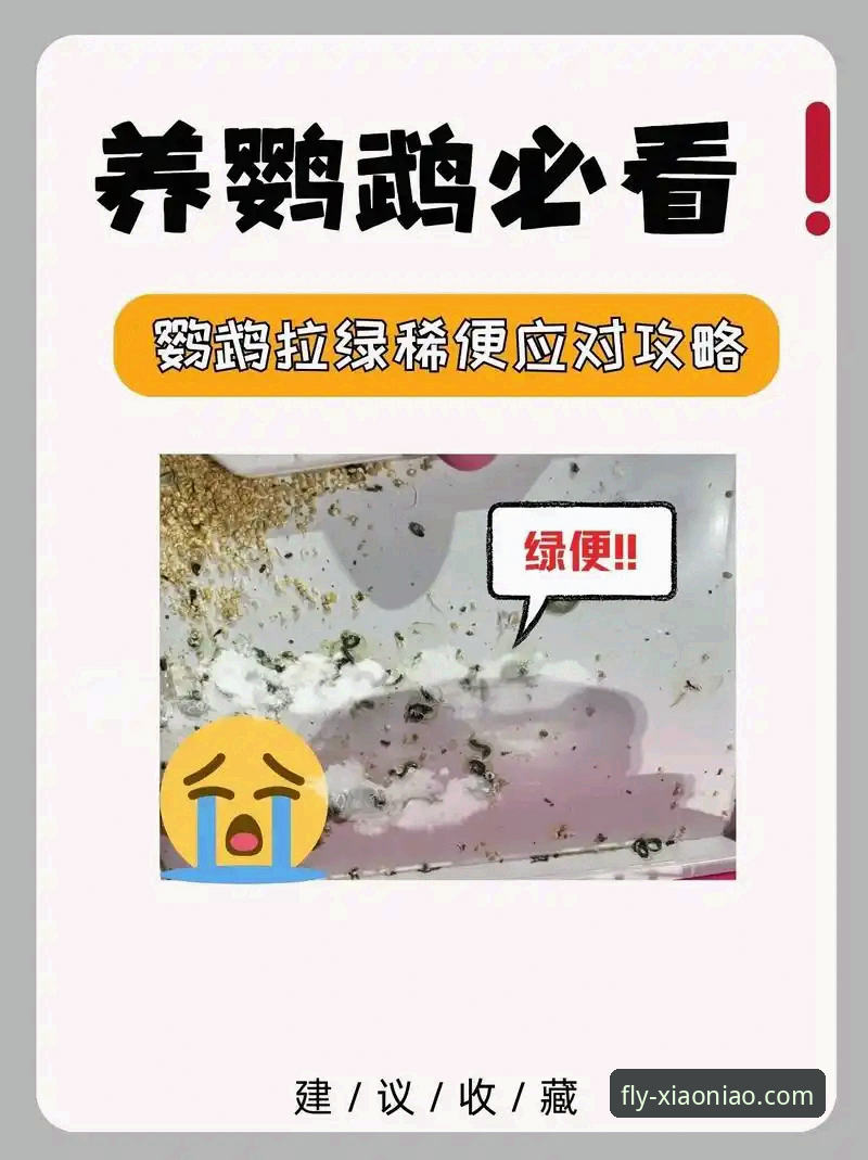 新手必看！小鸟平台官网入口最新动态与完整登录指南2025
